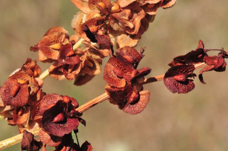 Rumex crispus / Romice crespo